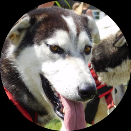 ❄️ „Ale jazda… na cztery (i więcej) łapy!” ❄️